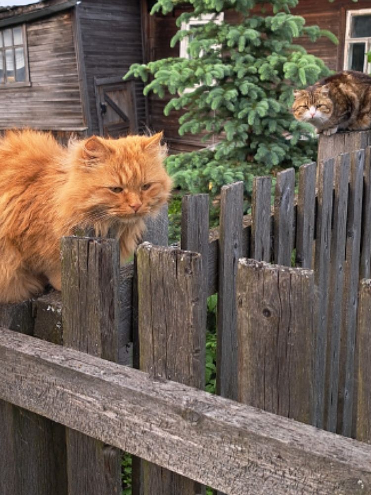 Кошачье счастье