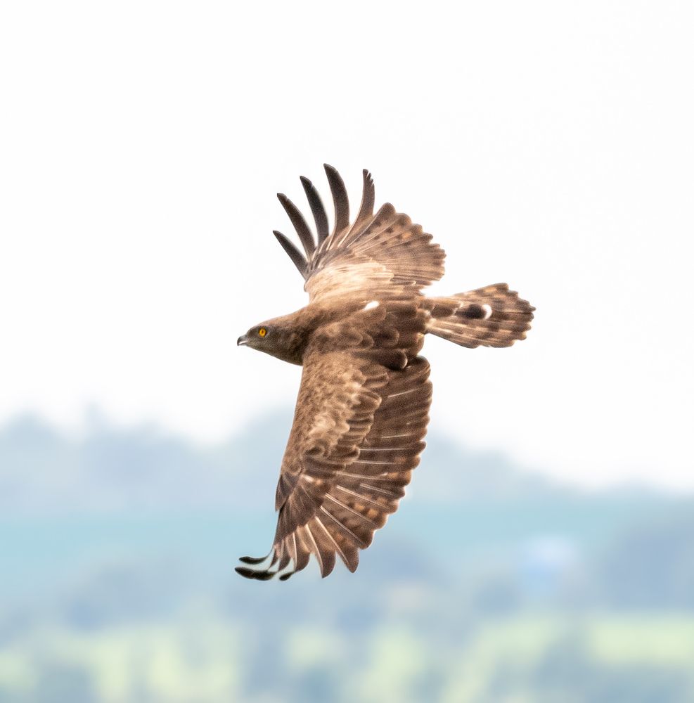 The Full Split freeze of Shot Toed Snake Eagle