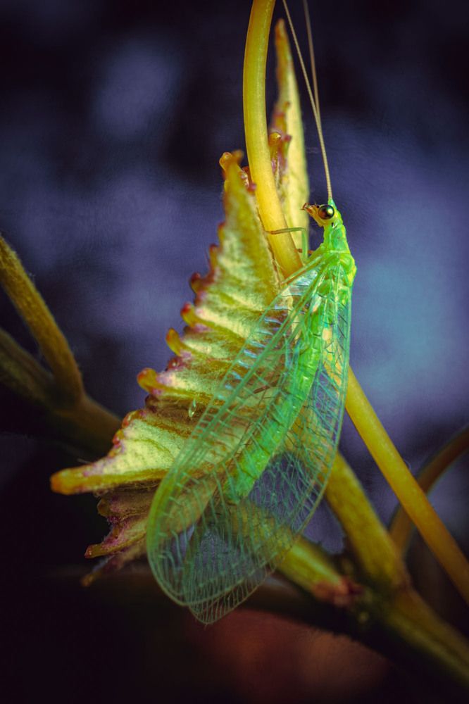 Фотография автора Сергей Назаредский