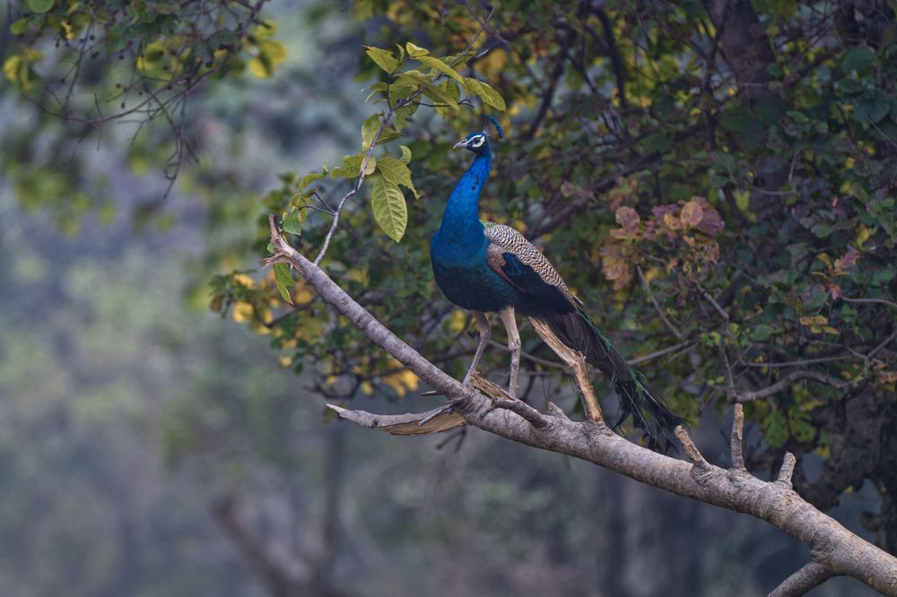 The Forest Jewel