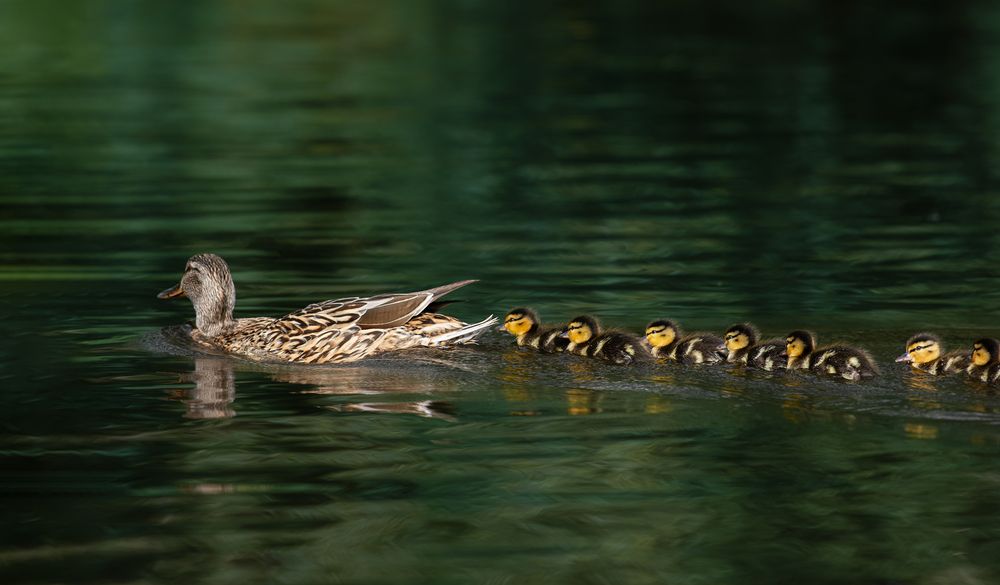 Photograph by Людмила Подольская