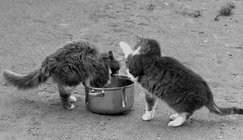 Photograph by Татьяна Слесарева