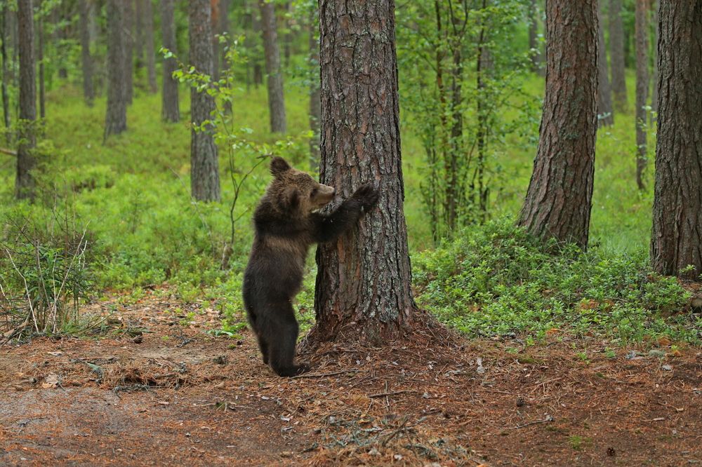 Фотография автора Юрий Кетель