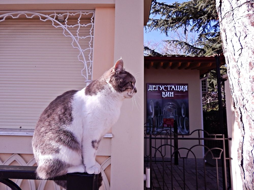 Photograph by Tanivsv