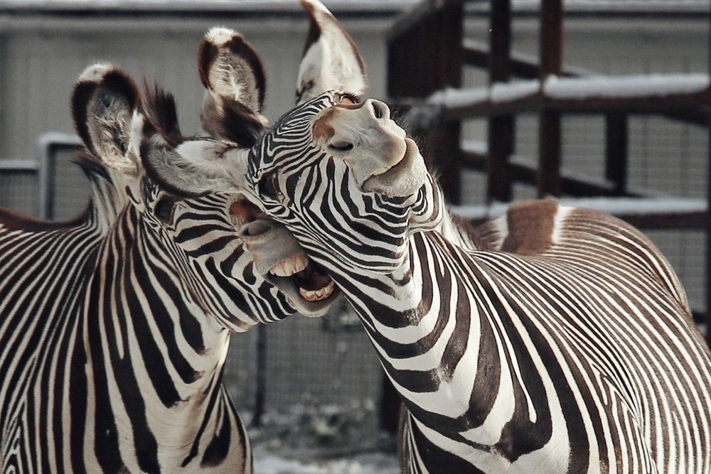 Photograph by Елена Кириллова