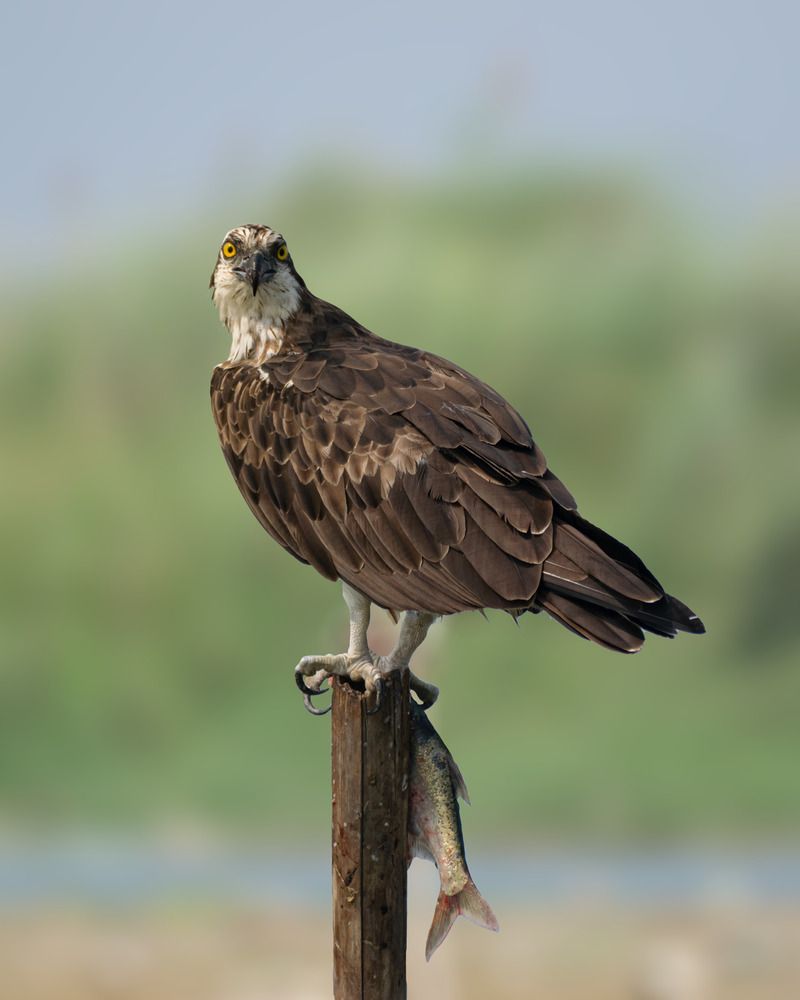 mighty osprey with a fish hunt