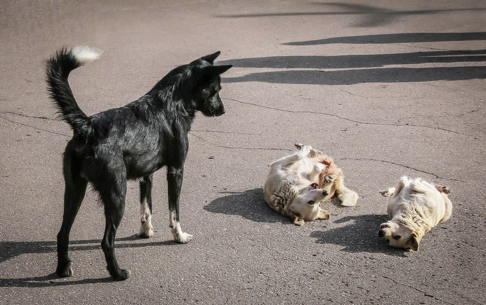 Photograph by Вячеслав Лычков