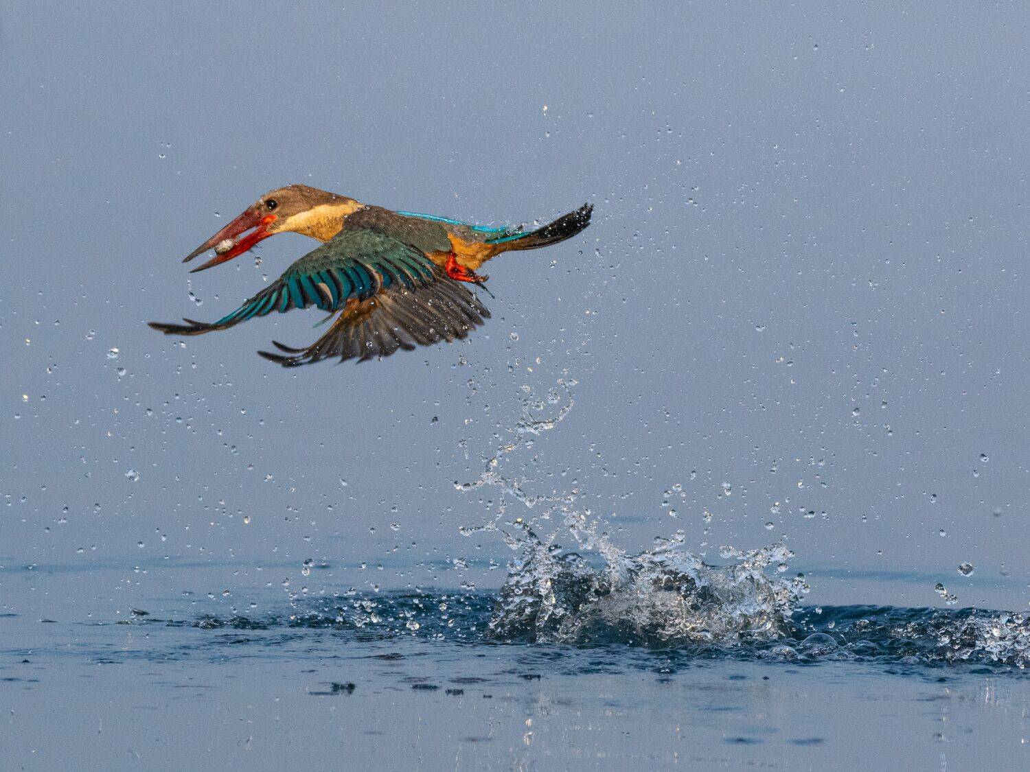 a kingfisher taking off with a fish from water