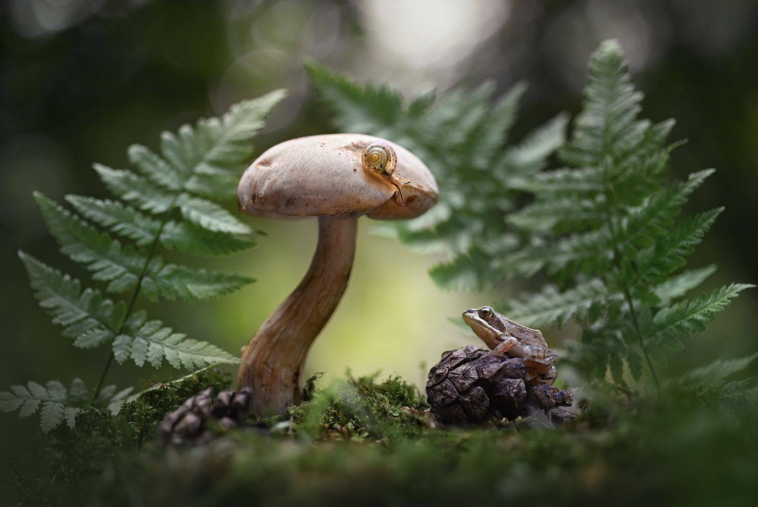 Лесная сказка/Forest fairytale