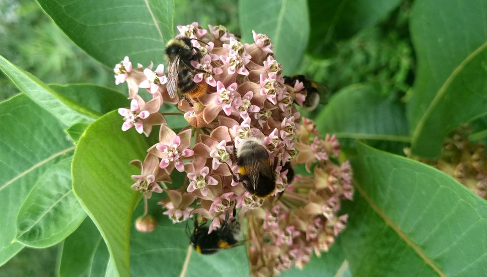honey-bearing flowers