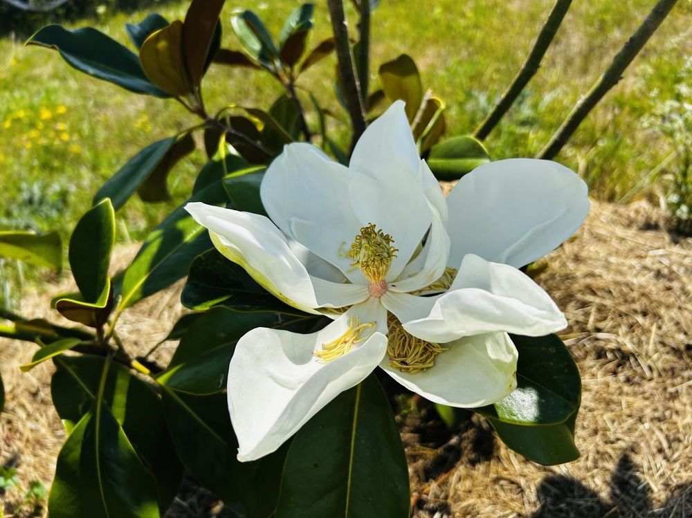 Magnolia Grandiflora