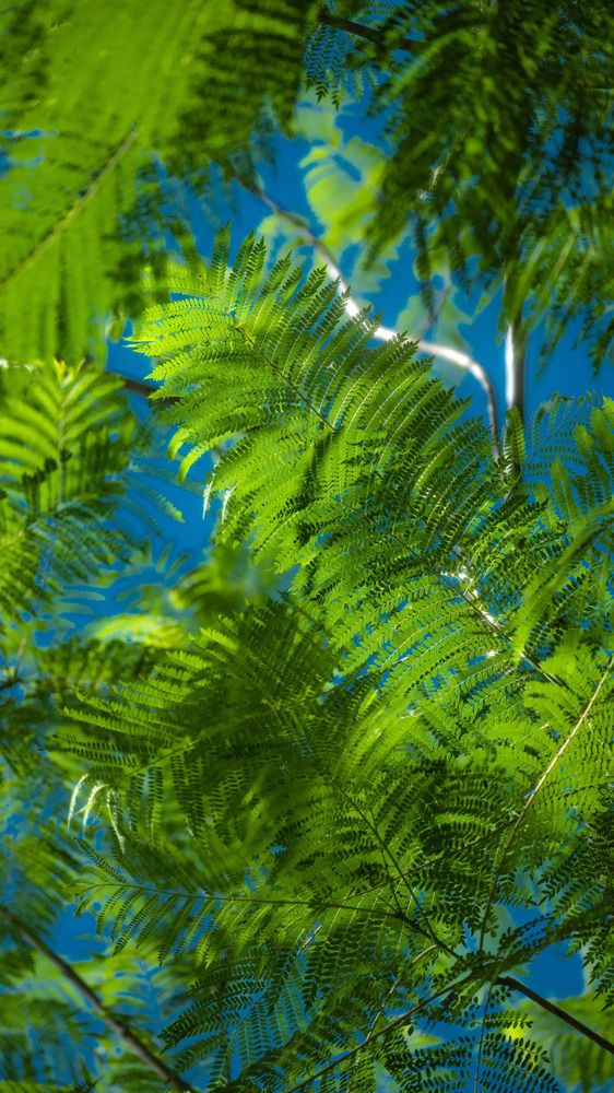 Whispers of Green