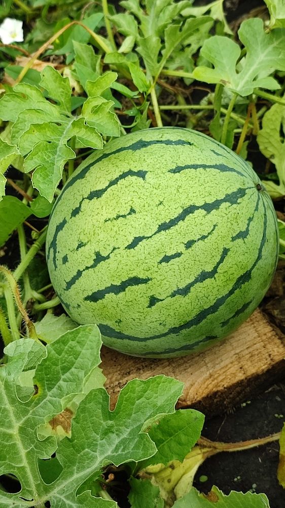 Арбузы в Сибири