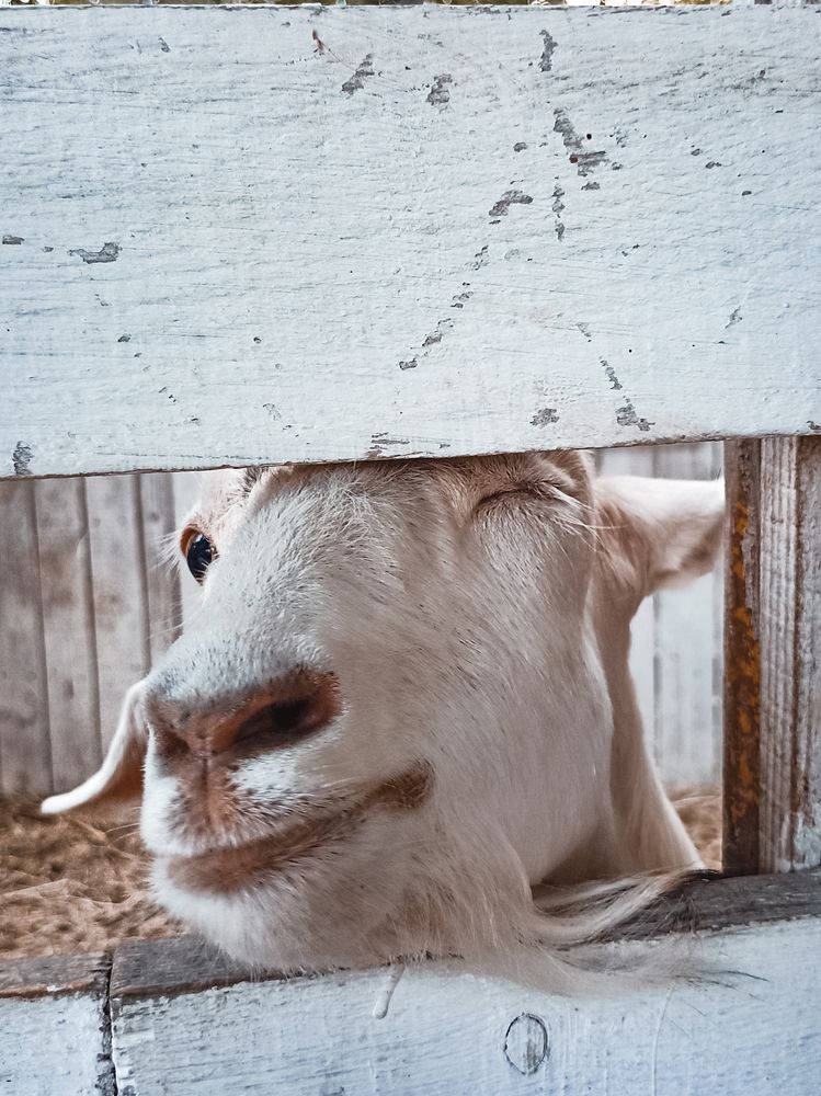 Фотография автора Татьяна Шахова