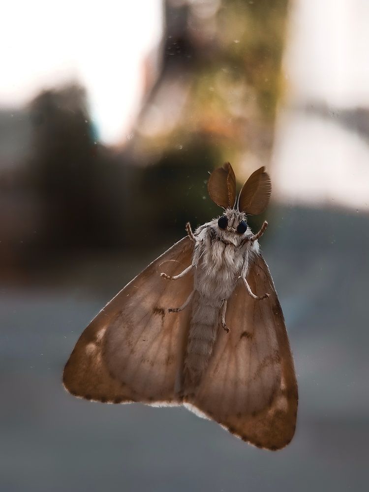 Фотография автора Татьяна Шахова