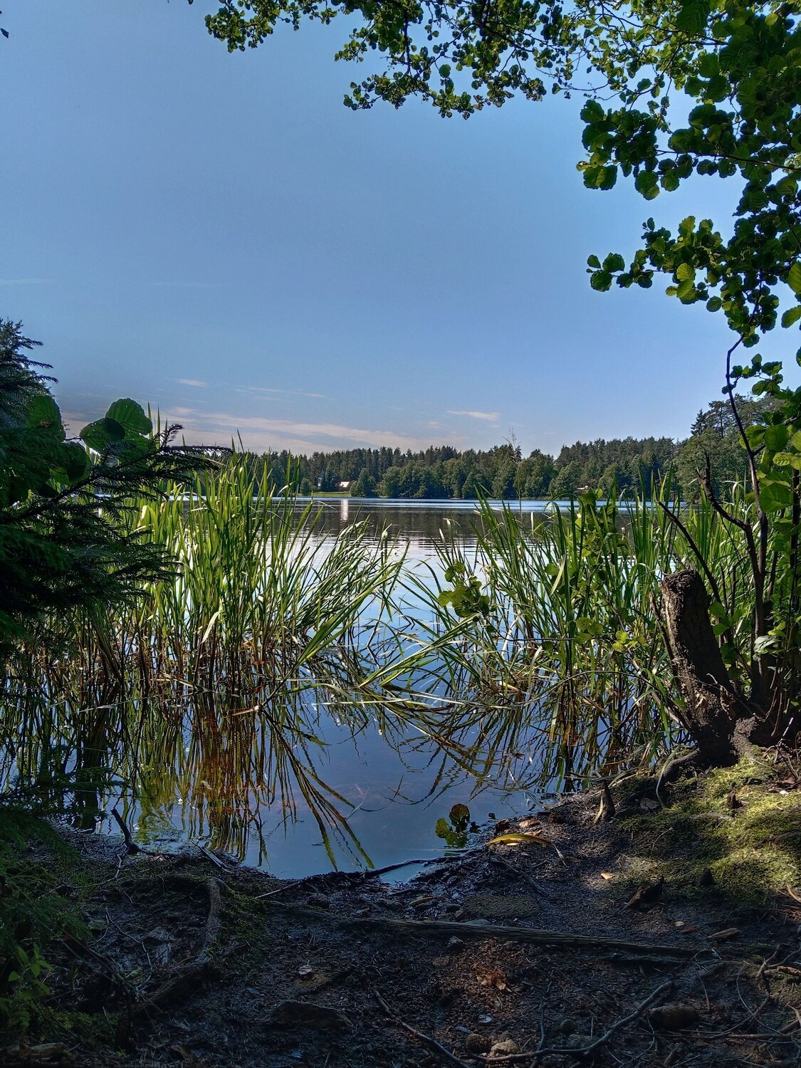 Photo #12467292