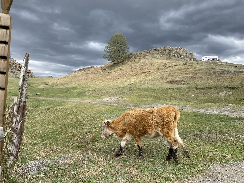 Модные сапожки