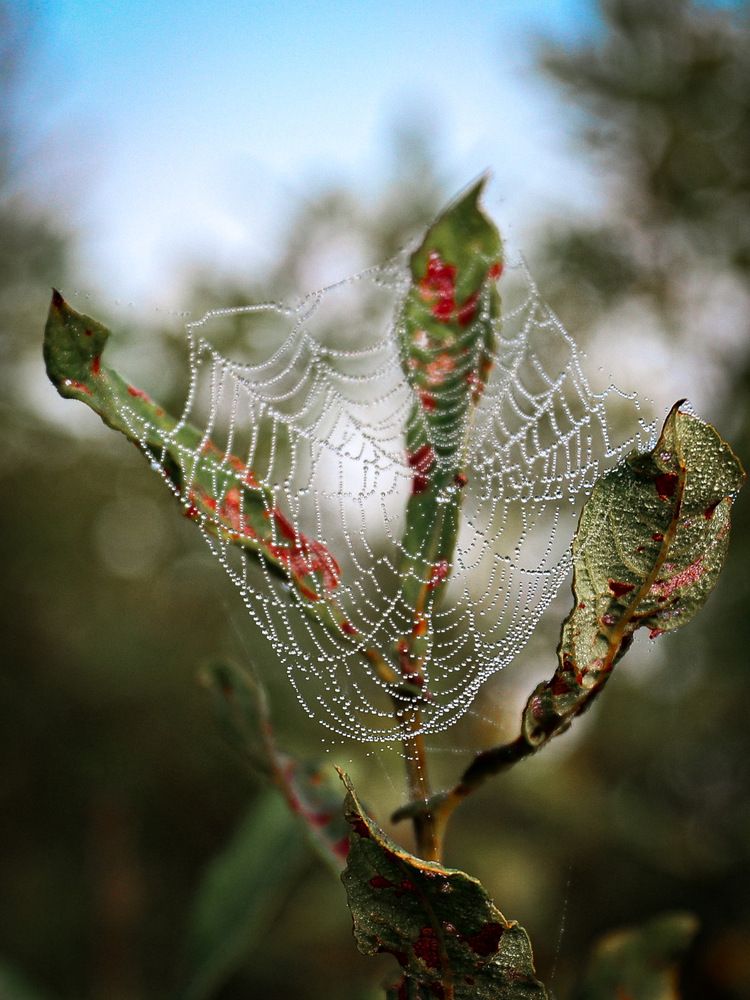 Photograph by Евгений Хорошилов