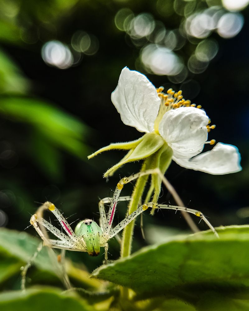 Photograph by Praveen