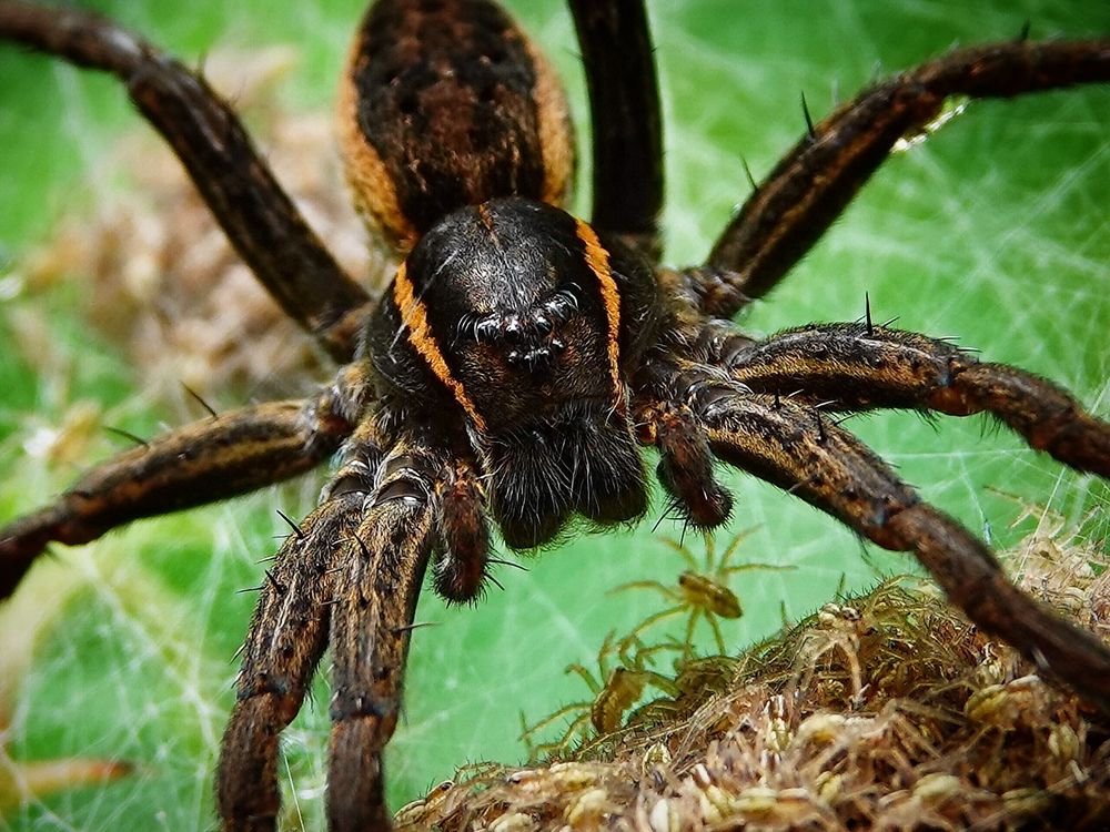 Окаёмочник с потомством.