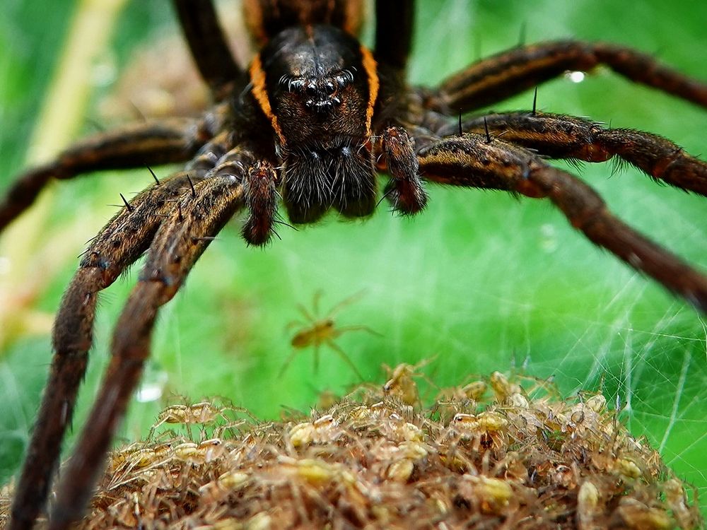 Многодетный папа.