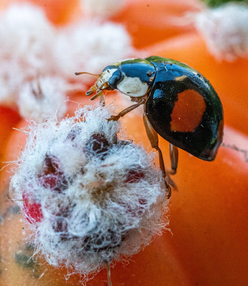 Photograph by Савчук Сергей