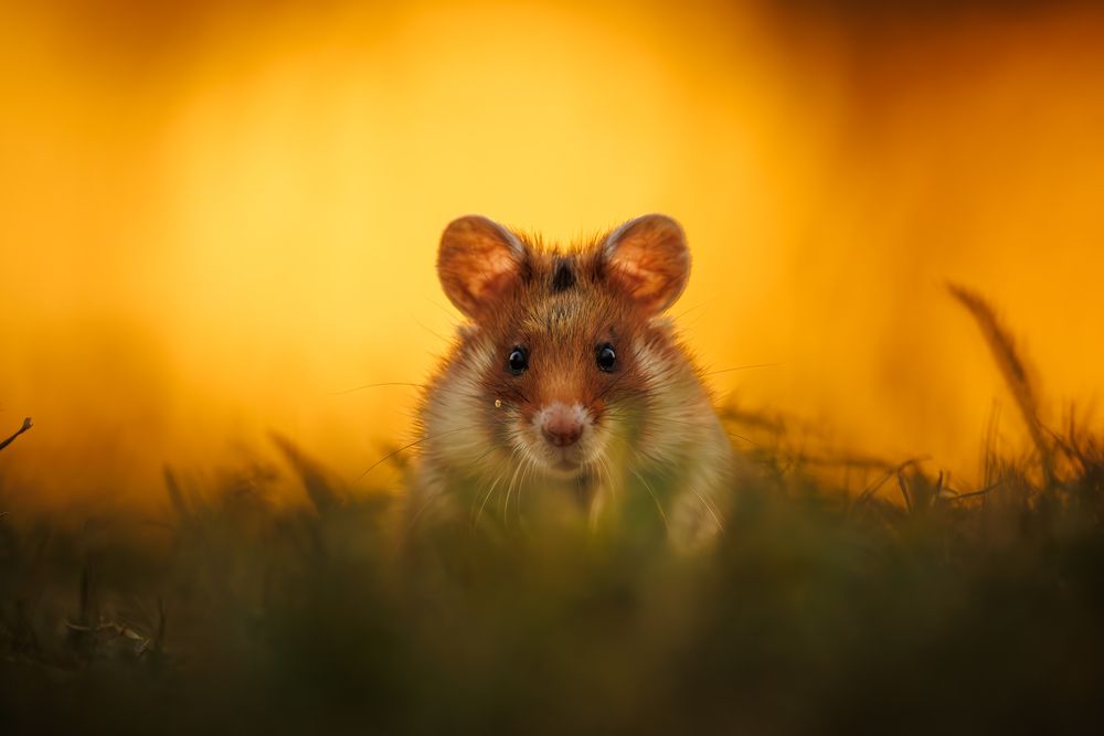 Фотография автора Patryk Kurc