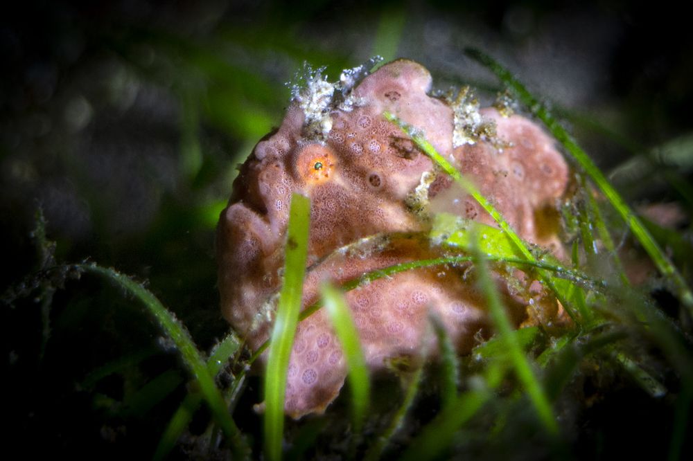 Frogfish