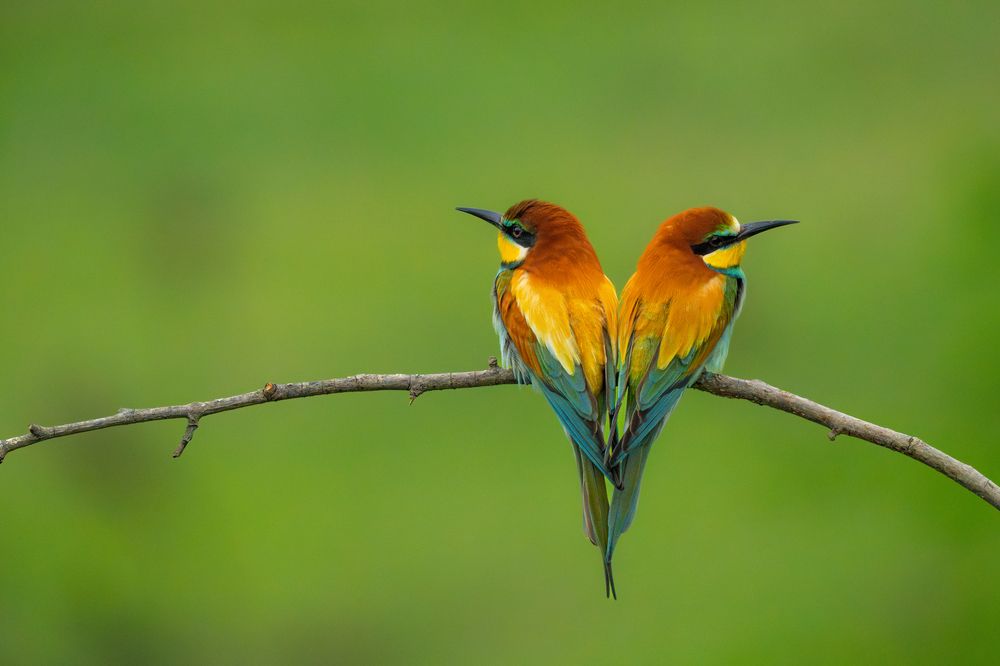 Photograph by Ramadan Imam