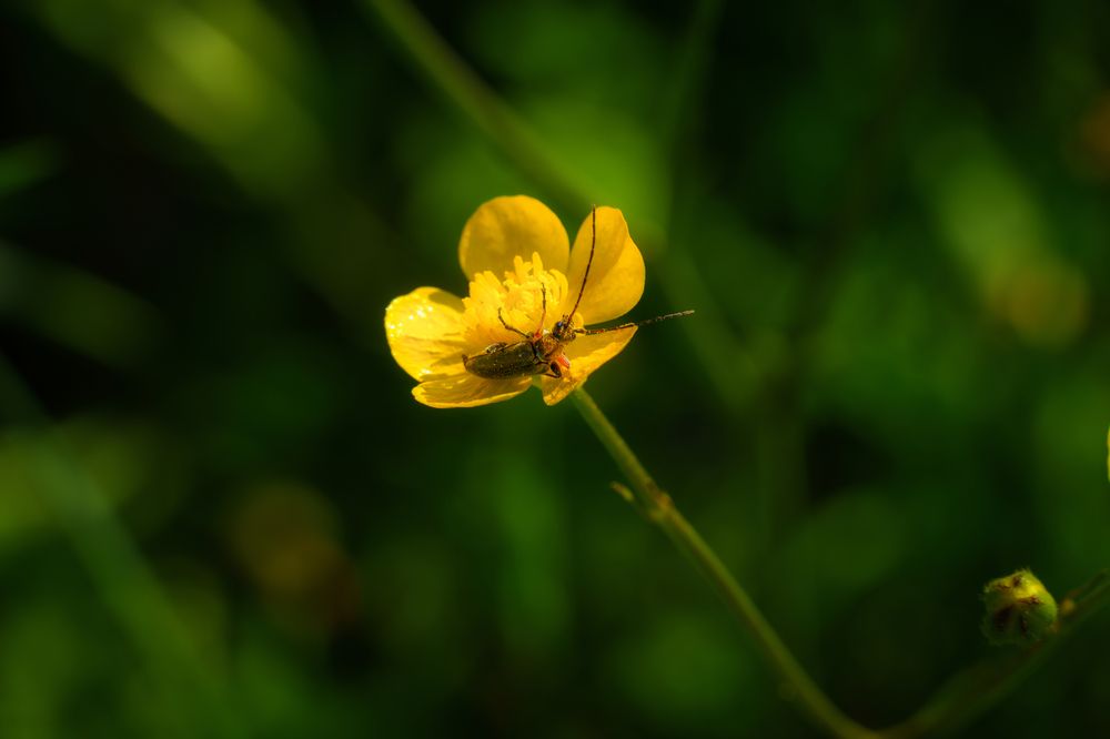 Фотография автора Ramadan Imam