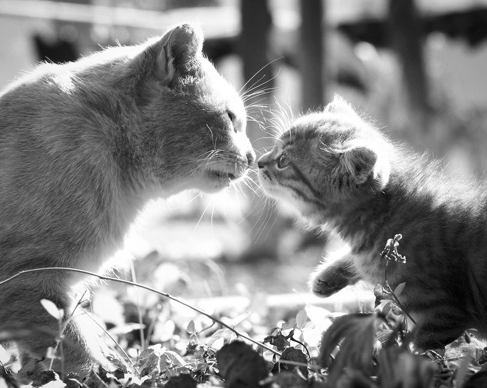 Ну здравствуй, папа!