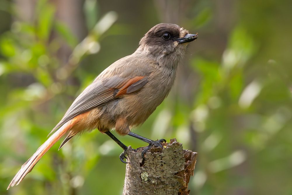 Photograph by Alexei Kriptozoy
