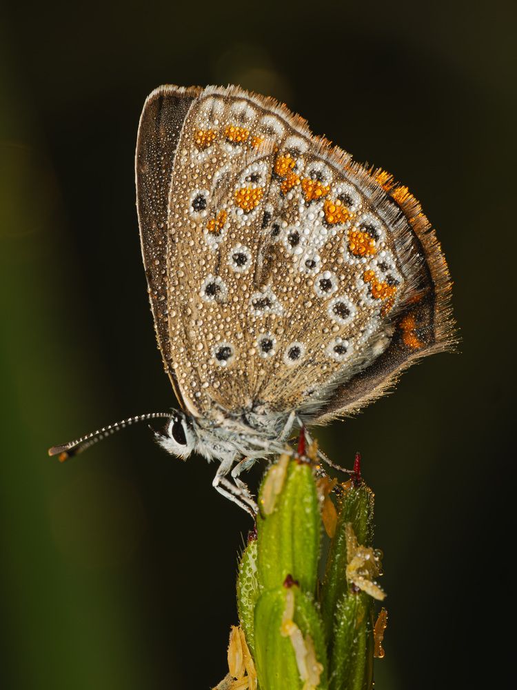 Photograph by Devi Jannatul Mawa