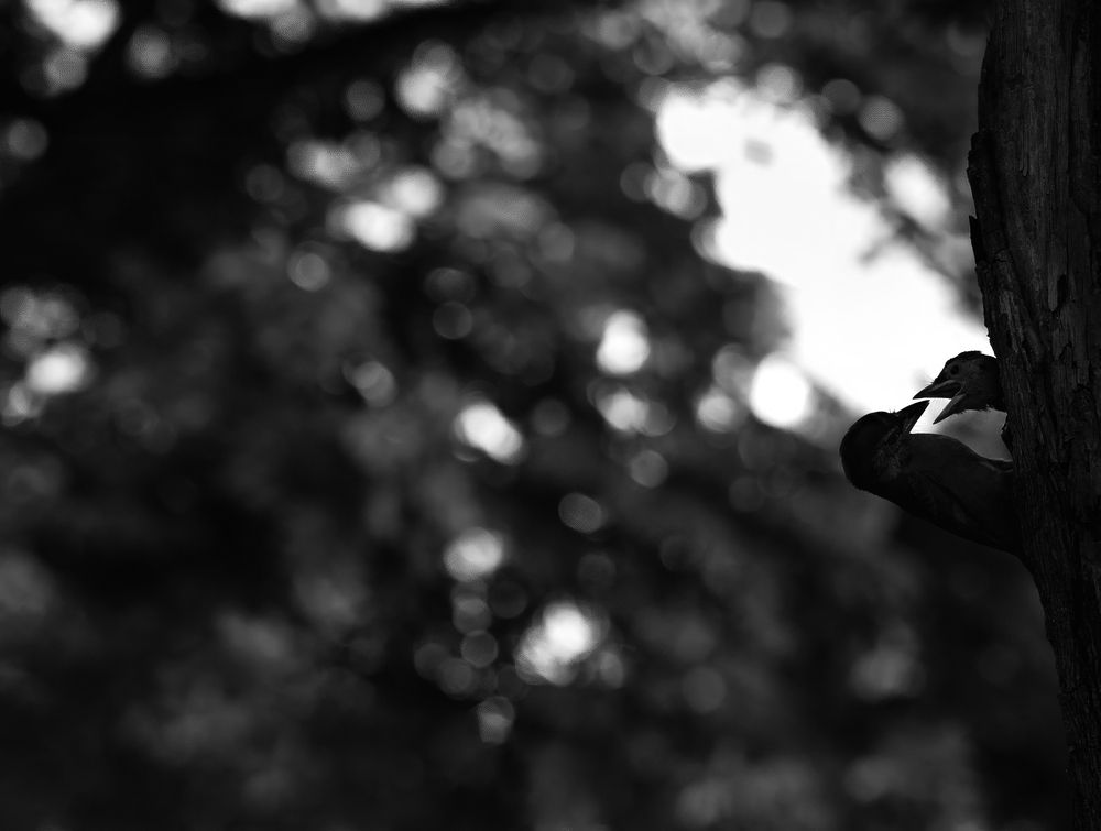 Photograph by Prabhat Ghosh