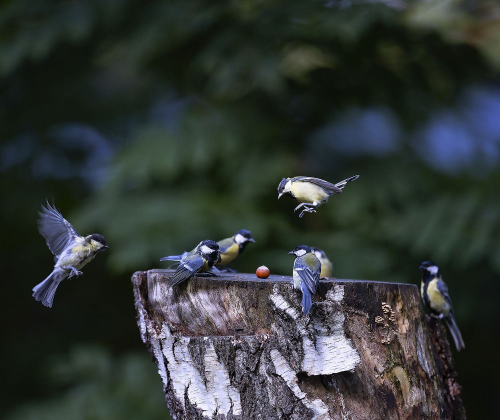 Птичий переполох