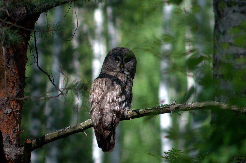 Photograph by Vladimir Iavorskii