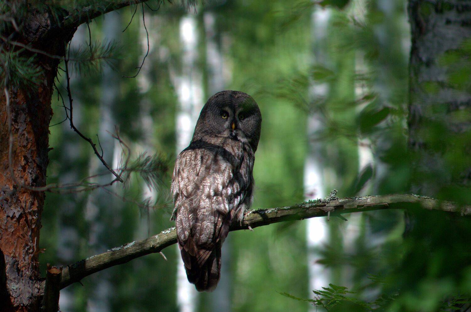 Photo #12469264