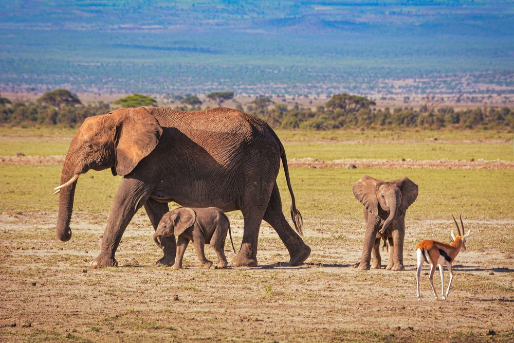 Новый друг.