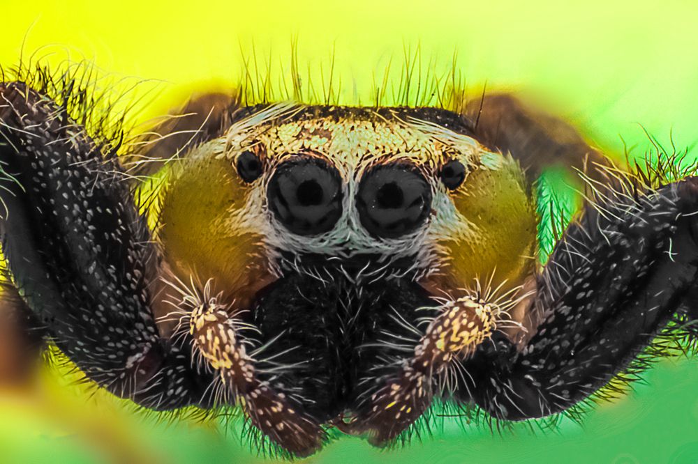Jumping Spider