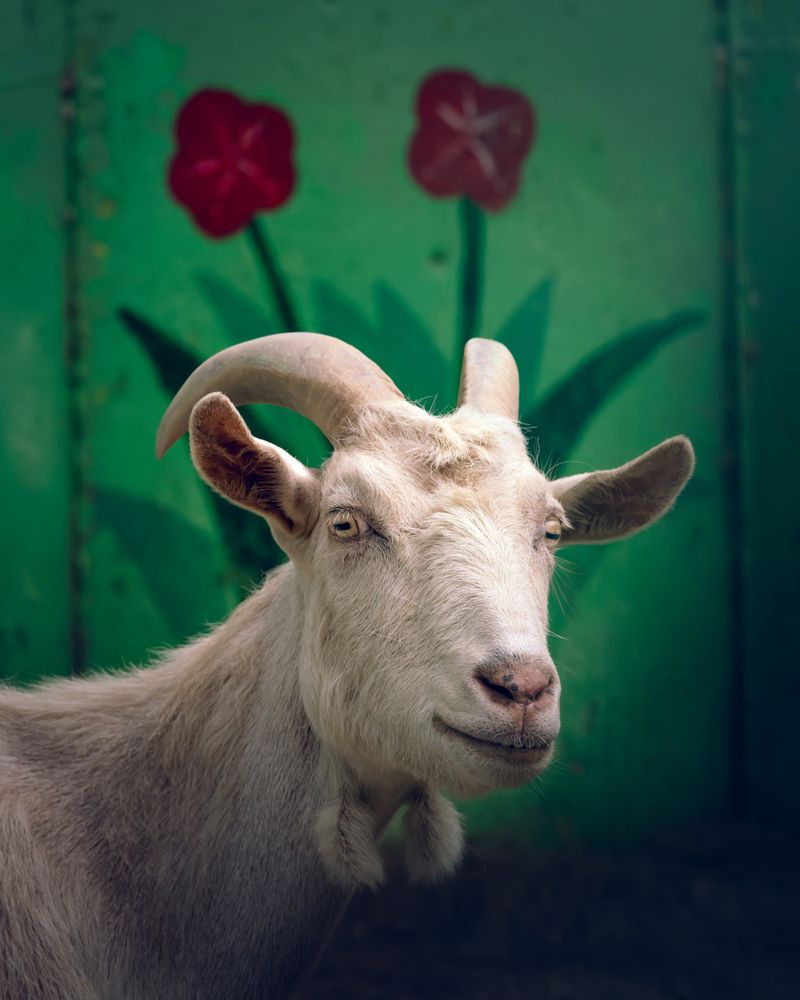 Photograph by KOHAGI