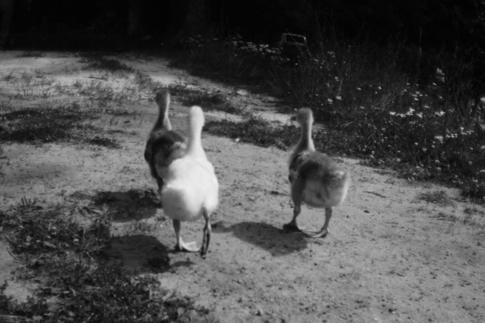 Photograph by Ольга Истомина