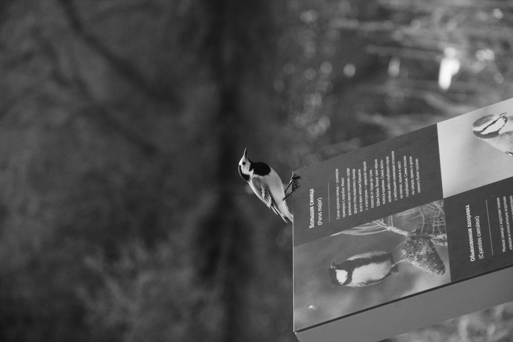 Photograph by Ольга Истомина