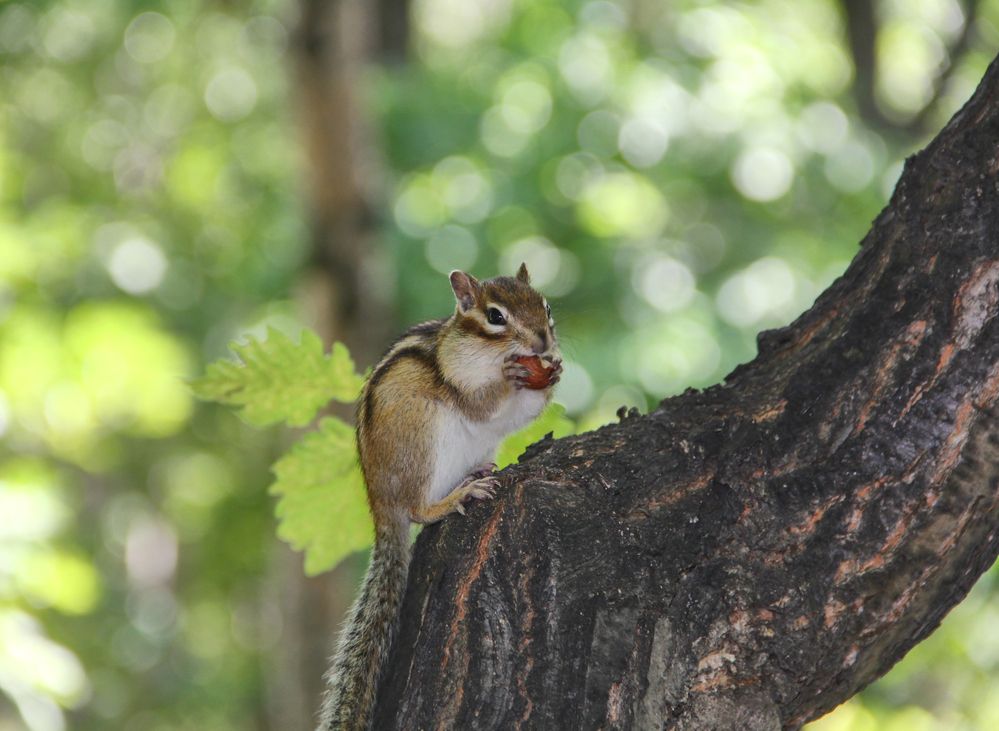 Фотография автора Наталия Мащенко
