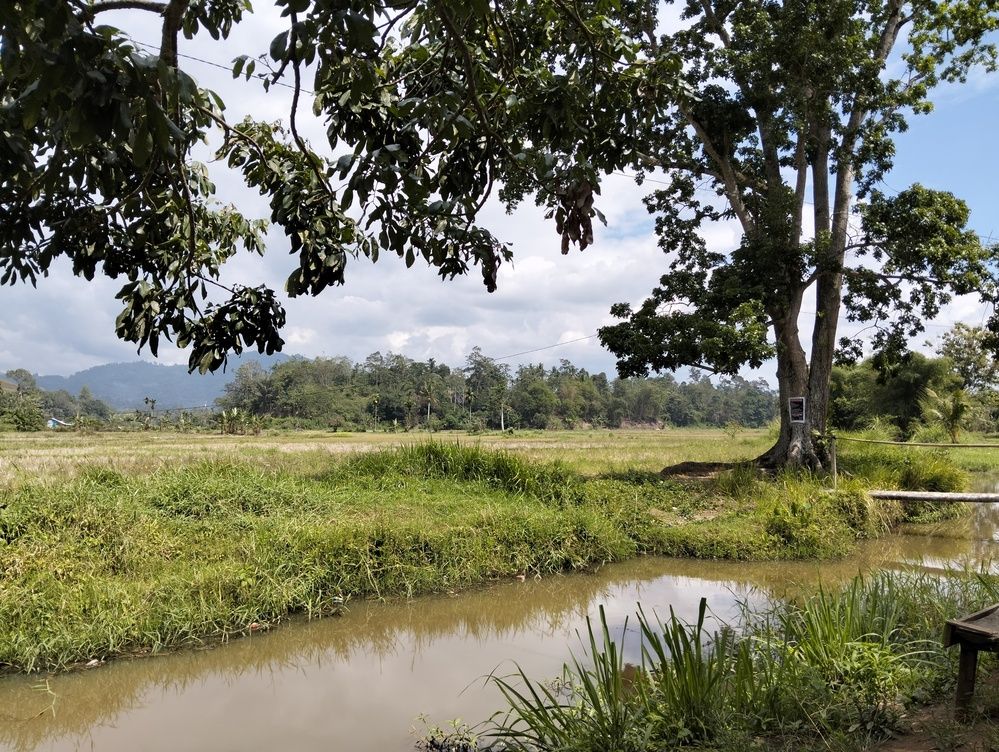 A Village River Stream with Trees