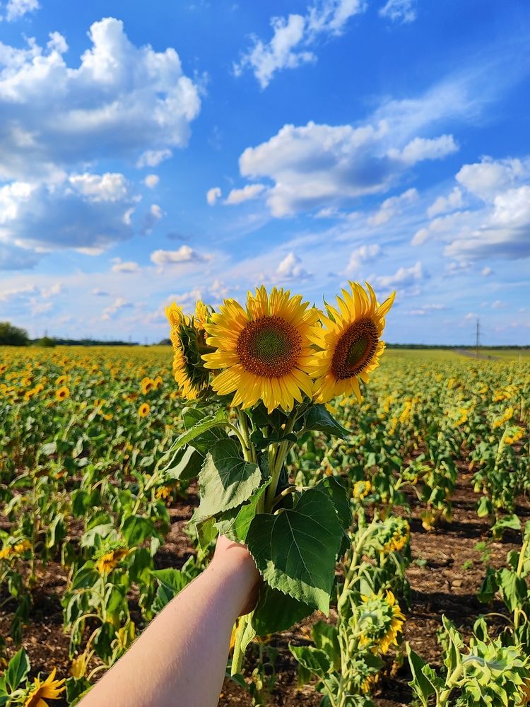 Photograph by Анна Напримерова