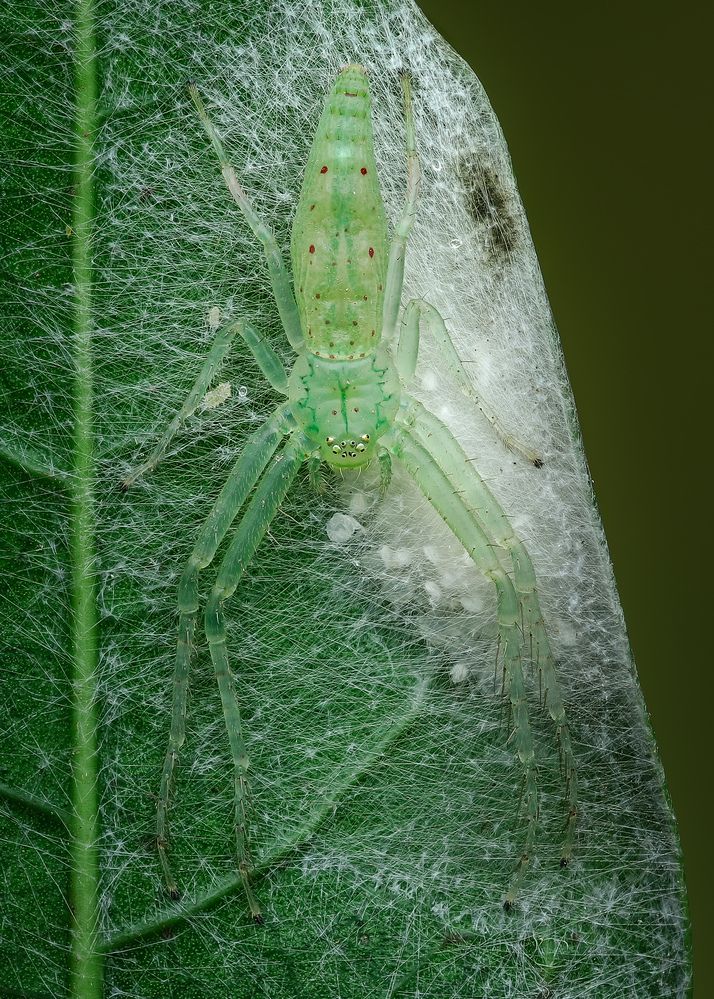 Photograph by Tran The Ngoc