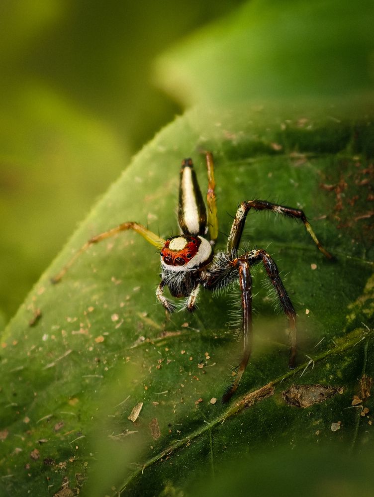 Nature\\\'s tiny marvel with a gaze like no other