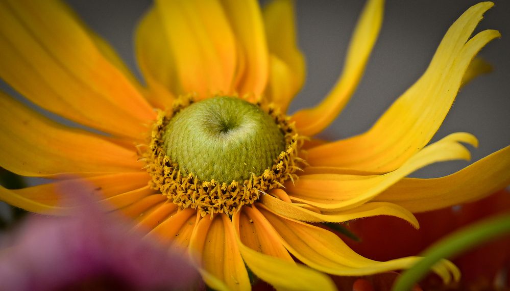 Photograph by Natalia Macoveiciuc