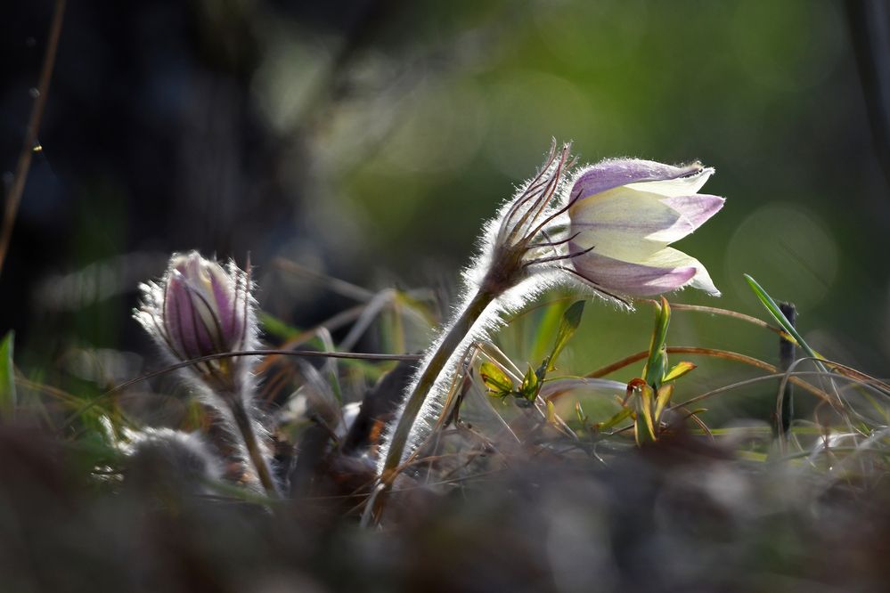 Разведчики весны