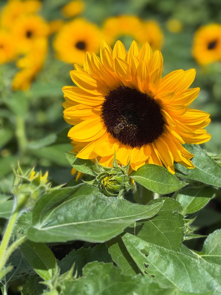 Photograph by Halina Mitsevich